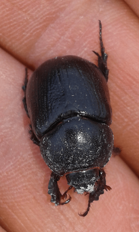 Pentodon bidens punctatus (Dynastidae)? S.